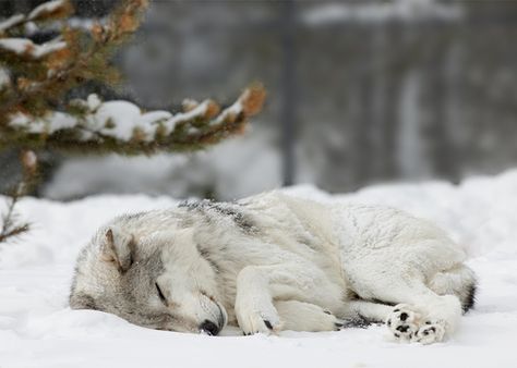 Let Sleeping Wolves Lie. Sleeping Wolf, Wolf Love, Wild Wolf, Wolf Pictures, Beautiful Wolves, Wolf Spirit, Wild Dogs, Lone Wolf, White Wolf