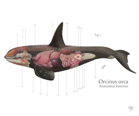 Whale Anatomy, Oceanography Marine Biology, Illustration Projects, Save The Whales, Water Animals, Orca Whales, Most Beautiful Animals, Artist Interview, Killer Whale