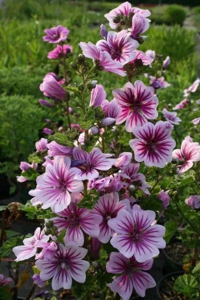 Flat Rock Garden, Blue Nigella, African Iris, Malva Sylvestris, Hydrangea Petiolaris, Cosmos Bipinnatus, Pink Perennials, Mallow Flower, Balcony Flowers