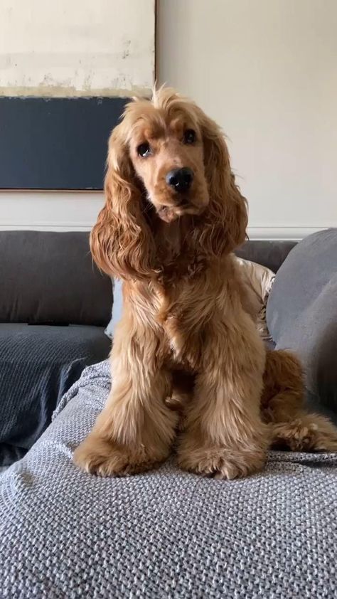 Golden Cocker Spaniel, Cocker Spaniel Puppies, Cute Dog Photos, Cocker Spaniel Dog, Cocker Spaniels, English Cocker Spaniel, Spaniel Puppies, Cute Animals Images, Cute Funny Dogs