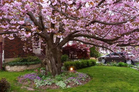 Kwanzan Cherry Tree, Landscaping Trees, Tree Mural, Backyard Inspiration, Backyard Fun, Cherry Tree, In Full Bloom, Farm Gardens, Outdoor Landscaping