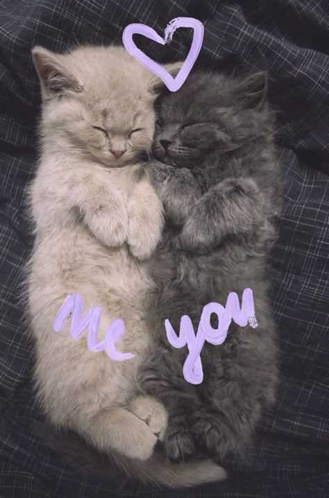 Kittens Wallpaper, Wallpaper Lock Screen, Iphone Wallpaper Cat, Kitten Wallpaper, Funny Cat Wallpaper, Love Romantic, Cute Cat Wallpaper, Cute Cats Photos, Cute Emoji Wallpaper