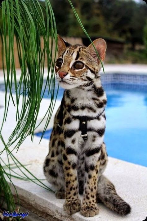 Asian Leopard Cat, Söt Katt, Exotic Cats, Image Chat, Bengal Cat, Domestic Cat, Cute Cats And Dogs, Pretty Cats, Maine Coon