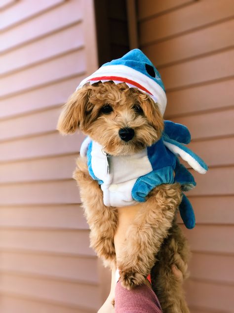 Shark Halloween costume for puppies @babybenet on instagram #maltipoopuppy #maltipoo #sharkcostume #halloweencostume #dogcostume Cute Puppies In Costumes, Cute Small Dog Halloween Costumes, Halloween Costumes For Puppies, Puppy Costumes Halloween, Maltipoo Halloween Costumes, Cute Puppy Halloween Costumes, Halloween Costumes For Small Dogs, Small Dog Halloween Costumes, Puppy Halloween Costume