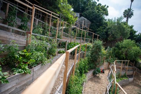 In Montecito Heights, a trash-filled hillside is transformed into a thriving urban farm - Los Angeles Times Hillside Farms, Micro Farm, Rose Hill, Organic Produce, Peat Moss, Urban Farming, Bedding Plants, Growing Vegetables, Backyard Garden