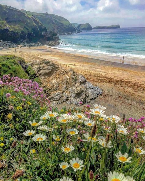 English Coast Aesthetic, Cornwall England Aesthetic, Cornwall Aesthetic, Cornwall Landscape, Cornwall Painting, Cornwall Summer, Cornwall Garden, Places In Cornwall, Coastal Scenery