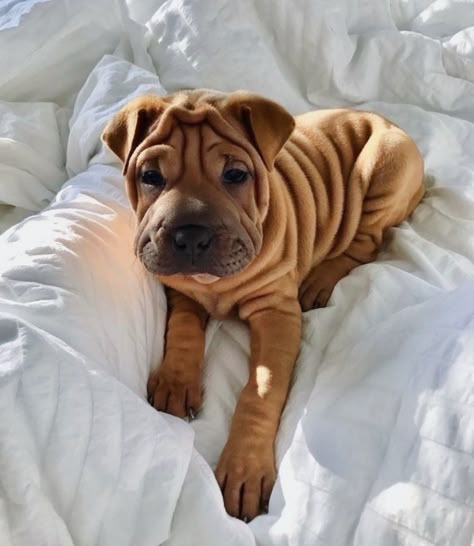 Shar Pei, Dog Images, Cute Animal Photos, Bichon Frise, Cute Creatures, Baby Dogs, Cute Little Animals, Rottweiler, Cuteness Overload