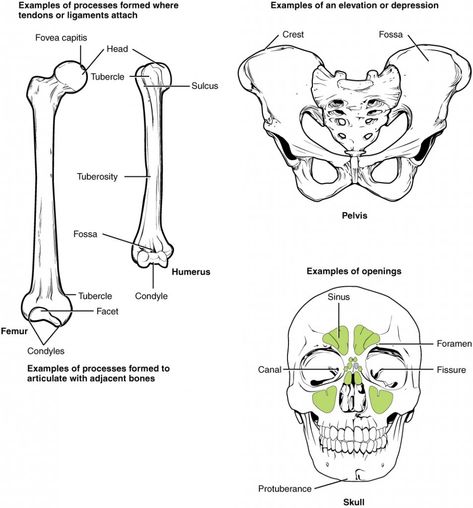 7.2 Bone Markings – Anatomy & Physiology Bone Structure Anatomy, Epiphyseal Plate, Skeletal System Anatomy, Cancellous Bone, Hyaline Cartilage, Axial Skeleton, Types Of Bones, Scope And Sequence, Skull Anatomy