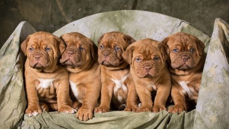 Winter Puppy Photoshoot, Litter Of Puppies Photography, Puppy Litter Photoshoot Ideas, Adoption Photography, Puppy Photoshoot, Dog Foto, Bordeaux Dog, Puppy Litter, Litter Of Puppies