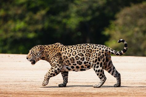 Extremely rare wild jaguar spotted in Arizona Jaguar Spots, Jaguar Wallpaper, Jaguar Leopard, Jaguar Animal, Tattoo Nature, Black Jaguar, Apex Predator, Amazing Pictures, Animal Sketches