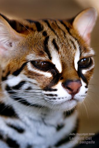 Maine Coone, Asian Leopard Cat, Small Wild Cats, Regnul Animal, Leopard Cat, Söt Katt, Exotic Cats, Image Chat, Lv Bags