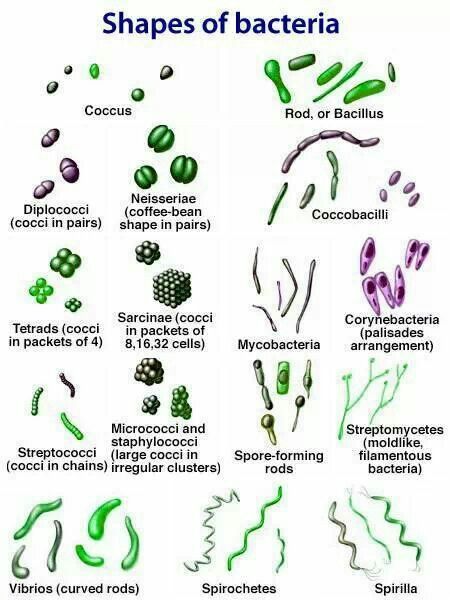 Microbiology! Shapes Of Bacteria, Bacteria Shapes, Microbiology Study, Microbiology Lab, Vet Medicine, Medical Laboratory Science, Medical School Studying, Nursing School Notes, Medical Laboratory