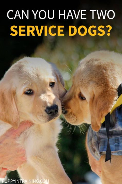 Service Dogs Breeds, Psychiatric Service Dog, Service Dogs Gear, Service Dog Training, Puppy Snuggles, Emotional Support Dog, Emotional Support Animal, Assistance Dog, Military Dogs