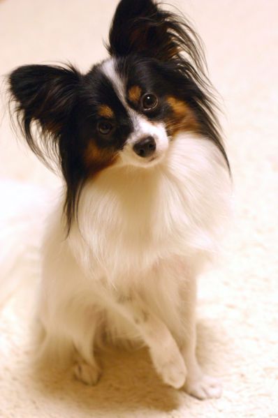 Papillon Dog Puppy, Papillon Dogs, Cutest Small Dog Breeds, Puppies Maltese, Pretty Pets, Papillon Puppy, Smartest Dogs, Clumber Spaniel, Cute Small Dogs