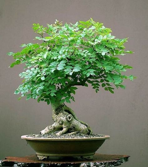 Wisteria Bonsai, Flowering Bonsai, Flowering Bonsai Tree, Moringa Tree, Bonsai Tree Types, Bonsai Tree Care, Indoor Bonsai Tree, Wisteria Tree, Bonsai Seeds