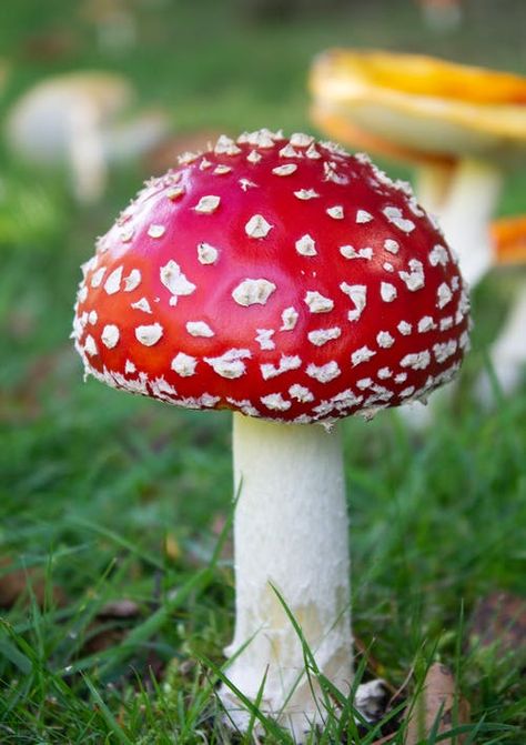 Close-up of Fly Agaric Mushroom on Field · Free Stock Photo Fly Agaric Mushroom, Poisonous Mushrooms, Mushroom Spores, Mushroom Kits, Mushroom Grow Kit, Fly Agaric, Lino Art, White Flies, Mystical Forest