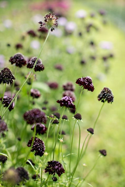 Scabiosa Black Knight, Black Scabiosa, Black Knight Scabiosa, Purple Colour Flowers, Peony Farm, Herb Farm, Pallet Planter, Goth Garden, Flower Guide