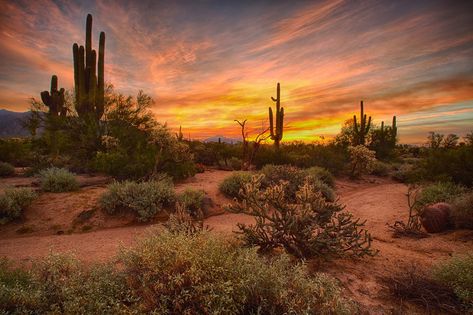 January 1, 2016 Canvas Photo Transfer, Desert Photos, Background Reference, Landscape Reference, Desert Aesthetic, Arizona Landscape, Western Desert, Desert Photography, Beautiful Skies