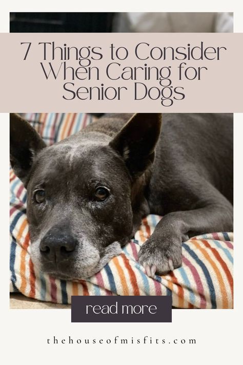 Senior dogs need a little extra love and care. Here are seven things to consider when caring for your elderly pup. Golden Retriever Care, Senior Dogs Care, Elderly Dogs, Dog Area, Dog Teeth Cleaning, Dog Water Bowls, Dog Ages, Senior Dogs, Orthopedic Dog Bed