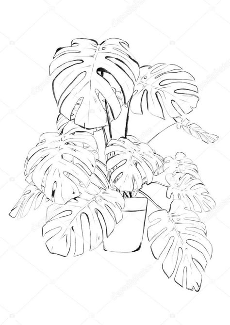 Plant Sketch, Deliciosa Plant, Plant Sketches, 수채화 그림, Plant Drawing, Monstera Deliciosa, Pencil Art Drawings, White Stock, Plant Art