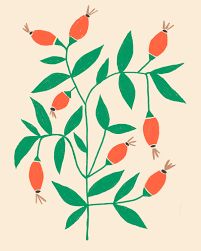 Rose Hips by Caroline Corrigan on Artfully Walls | Artfully Walls Colorful Minimalism, Foraging Guide, Birds Colorful, Holistic Skin Care, Rose Hips, Rose Illustration, Artfully Walls, Christmas Card Inspiration, Floral Illustration