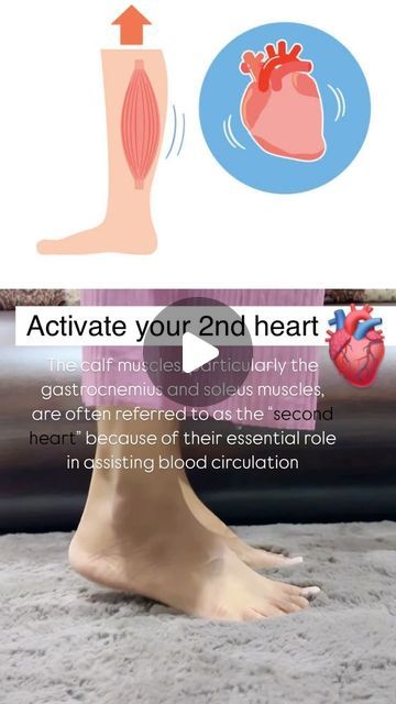 Dr Madhavi Soriya on Instagram: "🌼These exercises are crucial for enhancing blood flow back to the heart, especially from the lower extremities.  (Do all these exercises 30-60 sec)  ✅Here’s how they help:  🌼Calf raises improve blood flow to the heart by contracting the calf muscles, which squeeze the veins and push blood upward, counteracting gravity.   🌼This exercise strengthens the calf muscles, making them more effective at pumping blood back to the heart, reducing the risk of blood pooling in the legs and supporting overall cardiovascular health.  . (Calf exercises, cardiovascular health, calf muscles)" Calf Muscle Exercises, Heart Exercise, Soleus Muscle, Yoga Poses For Back, Calf Exercises, Calf Stretches, Lower Extremity, Heart Muscle, Calf Raises