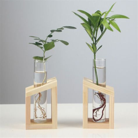 Hydroponic Plants Terrarium Test Tube Vase Flower Pots in Wood Stand | eBay Test Tube Vase, Glass Vase Decor, Vase Transparent, Hydroponic Plants, Plant Vase, 7 Chakras, Test Tube, Wooden Stand, Vases And Vessels