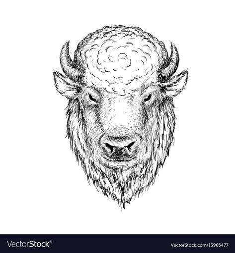 Bison Tattoo, Buffalo Tattoo, Bison Head, Bull Graphic, Hat Burning, Graphic Sketch, Bison Art, Buffalo Art, American Buffalo