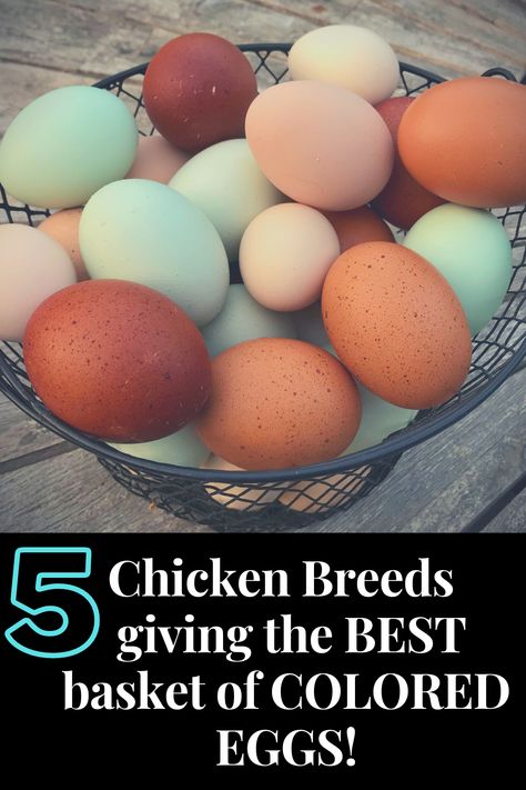 5 Chicken Breeds Giving the BEST Basket of Colored Eggs Colored Egg Layers Chicken Breeds, Colored Egg Layers, Silkie Chickens Eggs, Colorful Egg Layers, What Chickens Lay What Color Eggs, Welsummer Chicken Egg, Best Egg Layers Chicken Breeds, Chickens And Egg Colors, Maran Chicken Breeds