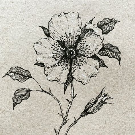 Alice on Instagram: “▫️ Dog Rose ▫️ . . Freehand drawing on kraft paper, with a touch of white 🤍  Dog rose is one of the first bushes to bloom after the…” Dog Rose Flower Drawing, Dog Rose Drawing, Dog Rose Illustration, Dog Rose Tattoo, Briar Rose Tattoo, Dog Rose Flower, Plant Drawings, Flowers Sketch, Botanical Sketchbook