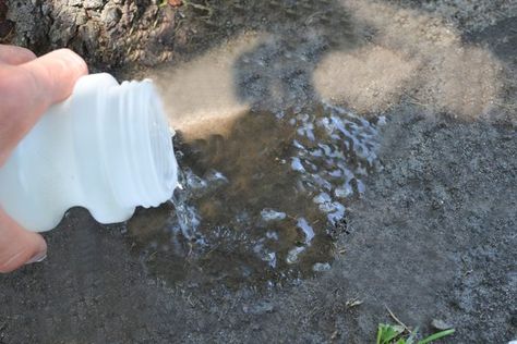 This home made palm tree fertilizer will greatly enhance the beauty and growth rate of palms in your landscape.  Why wait years to see that 3 to 5 gallon palm you've planted start to produce a  beautiful canopy.  Follow the simple recipe and you will be amazed at the results. This fertilizer is naturally high in magnesium and sulfur which promotes... Palm Tree Care, Sago Palm Tree, Diy Fertilizer, Indoor Palm Trees, Indoor Palms, Sago Palm, Household Plants, Magnesium Deficiency, Easy Landscaping