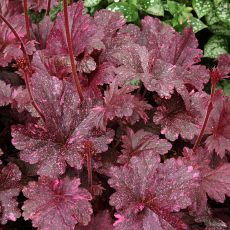 Heuchera 'Midnight Rose' Rockery Garden, Coral Bells Heuchera, Bell Gardens, Midnight Rose, Coral Bells, Plant Catalogs, Shade Perennials, Side Garden, Unusual Plants