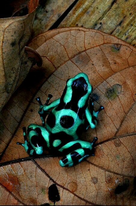 Poison arrow Frog Pose Yoga, Amphibians Animals, Frog Birthday Party, Poison Frog, Poison Dart Frog, Poison Dart, Frog Pictures, Frog Tattoos, Pet Tips