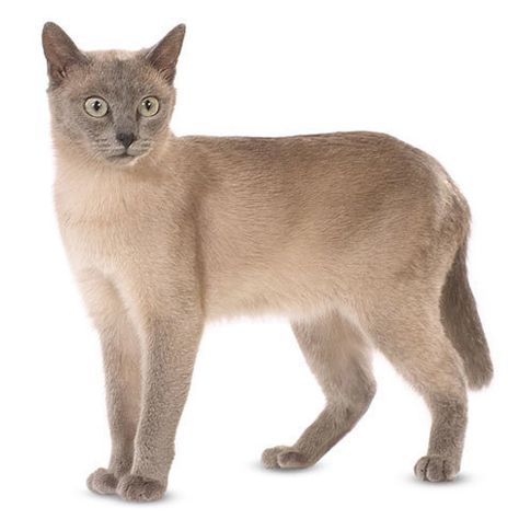 Tonkinese Personality, Temperament and Lifespan | Petplan Science Cat, First Time Cat Owner, Domestic Cat Breeds, Tonkinese Cat, Dog Advice, Burmese Cat, Animal Behaviorist, Cat Anatomy, Tonkinese