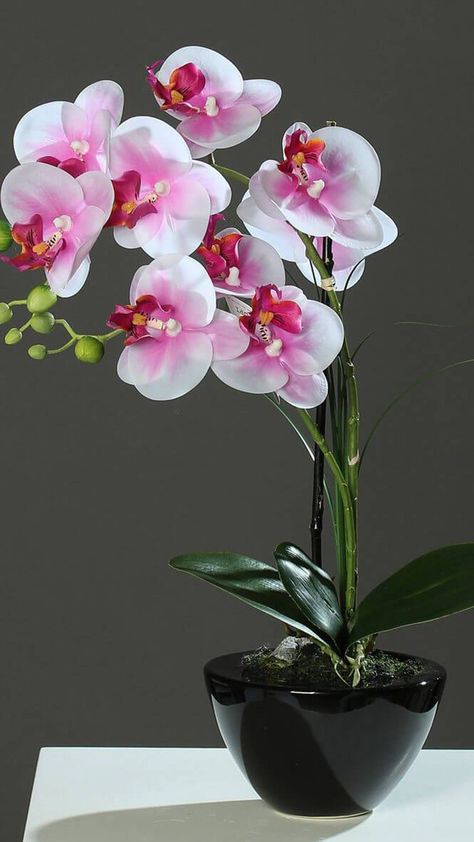 Orchids Painting, Orchid Flower Arrangements, Flower Pot Design, Creative Flower Arrangements, Orchids Garden, Orchid Arrangements, Flower Arrangements Simple, Blue Orchids, Orchid Care