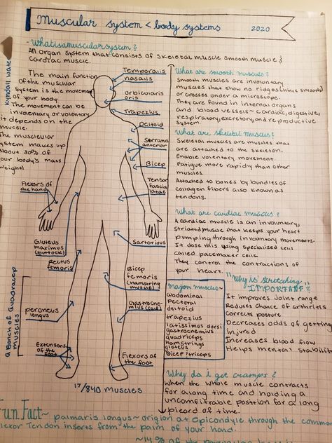 The Muscular System Anatomy, Muscle Notes Anatomy, Skeleton System Anatomy Notes, Massage Therapy Study Notes, Musculoskeletal System Nursing Notes, Human Body Systems Notes, Muscular System Anatomy Notes, Musculoskeletal System Notes, Muscle System Anatomy