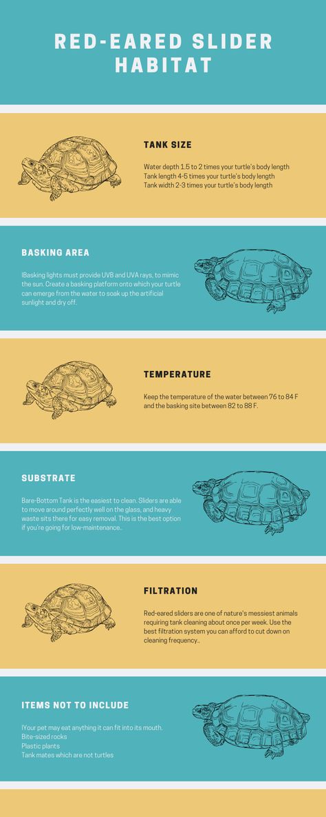 Red Ear Slider Turtle Habitat, Red Earred Sliders, Redear Slider Turtle, Turtle Pet Care, Red Ear Turtle Tank Ideas, Red Slider Turtle Tank Ideas, Turtle Tank Ideas Diy Aquariums, 10 Gallon Turtle Tank Ideas, Red Eared Slider Turtle Habitat Outdoor