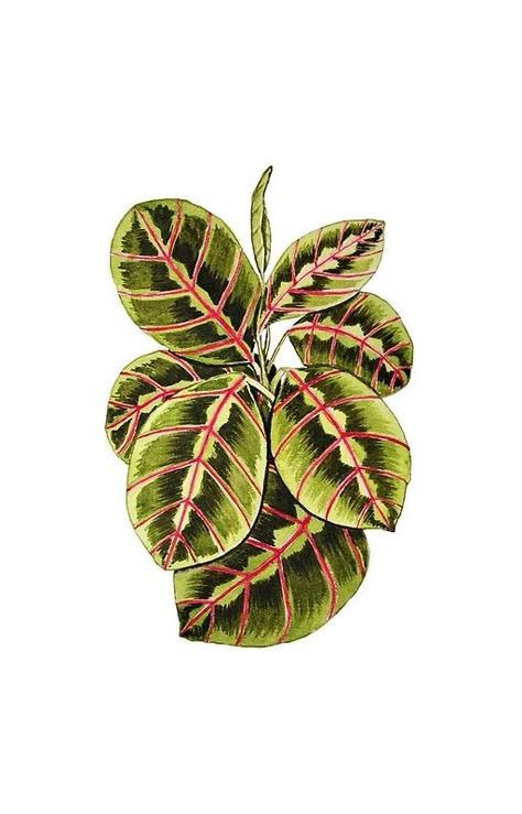 Maranta Prayer Plant In Watercolor Maranta Tattoo, Prayer Plant Tattoo, Plant Lover Tattoo, Plants Poster, Botanical Inspiration, Plant Stickers, Tattoos For Lovers, Plant Tattoo, Prayer Plant