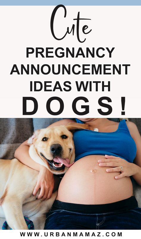 Dog Big Sister Announcement, Cute Pregnancy Announcement With Dog, Dog Announcing Pregnancy, Dog Pregnancy Announcement Puppies, Baby Announcement Ideas With Dogs, Pregnancy Announcement Photos With Dogs, Baby Announcing Ideas With Dog, First Time Pregnancy Announcement Ideas, Pregnancy Announcement With Dogs