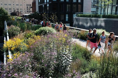 Re-wilding our cities: beauty, biodiversity and the biophilic cities movement | Architecture | The Guardian Buildings Covered In Plants, Architecture Module, Biodiversity Project, Highline Park, Movement Architecture, Spring Nyc, Street Trees, City Farm, Urban Forest