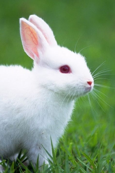 Albino bunny Albino Rabbit, Whats Your Spirit Animal, Rabbit Wallpaper, Rabbit Pictures, Beautiful Rabbit, Funny Rabbit, Albino Animals, Bunny Wallpaper, Your Spirit Animal