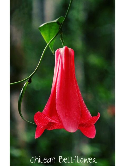 Lapageria Rosea, Bell Flowers, Flora Y Fauna, Exotic Plants, Exotic Flowers, Succulents Garden, Flower Beauty, Amazing Flowers, Flowers Photography