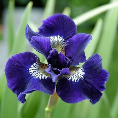 Form and colour vary considerably among cultivars. Details 'Shirley Pope' is a clump-forming perennial to 80cm in height, with vivid deep purple flowers, the falls with a basal white blotch. Irissibirica ' Shirley Pope'. Deep Purple Flowers, Purple Blue Flowers, Iris Sibirica, Itoh Peonies, Siberian Iris, Longfield Gardens, Peonies Season, Herbaceous Border, Navy Blue Flowers