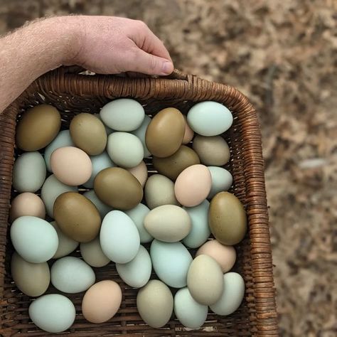 Olive Eggers, Copper Maran, Basket Of Eggs, Backyard Chicken Farming, Chocolate Egg, Duck Eggs, Chicken Garden, Farm Lifestyle, Farm Photography