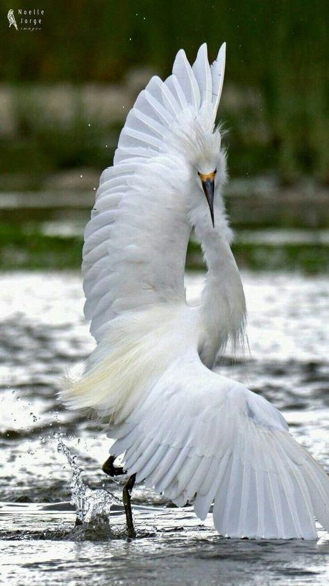 Big Birds, White Birds, Water Birds, Amazing Birds, Herons, Birds And Butterflies, Beautiful Bird, Big Bird, Bird Pictures