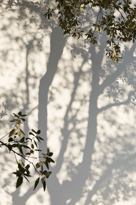 Light And Shadow Photography, Mood Inspiration, Robert Frank, Shadow Photography, Dappled Light, Shadow Art, 背景 シンプル, The Shadow, Green Aesthetic