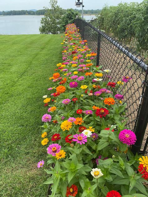 Diy Rock Garden, Front Yard Flowers, Zinnia Garden, Summer Flowers Garden, Zinnia Flowers, Flower Landscape, Vegetable Garden Design, Garden Edging, Garden Landscape Design