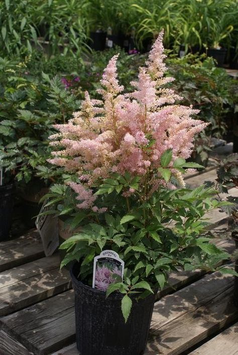 Astilbe Japonica, False Spirea, Pink Astilbe, Market Garden, Pink Plant, Home Landscaping, Replant, Rise Above, Summer Color