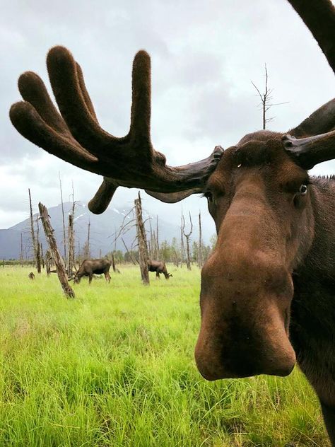 photo taken at the Alaska Wildlife Conservation center Deer Shed Ideas, Moose Drawing, Moose Cake, Moose Tattoo, Moose Painting, Moose Pictures, Funny Moose, Comedy Wildlife Photography, Moose Deer