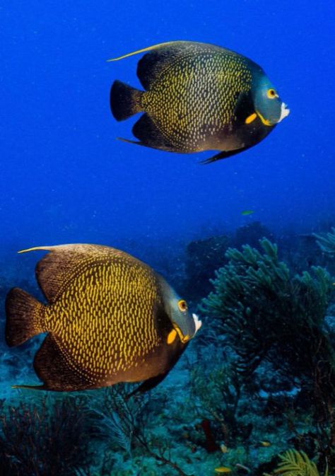 A pair of French angelfish French Angelfish, Life On Land, Boynton Beach Florida, Beautiful Tropical Fish, Fisheye Lens, Underwater Animals, Fish Eye Lens, Sea Dragon, Angel Fish